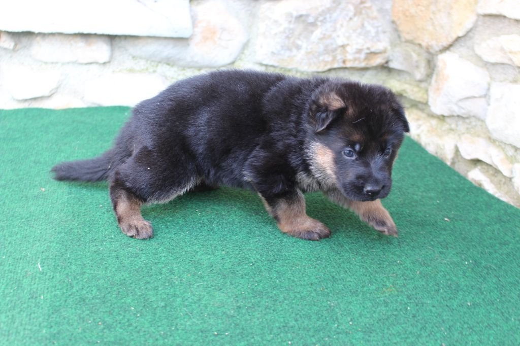 du Barry Dautan - Chiot disponible  - Berger Allemand