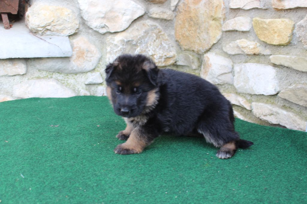 du Barry Dautan - Chiot disponible  - Berger Allemand