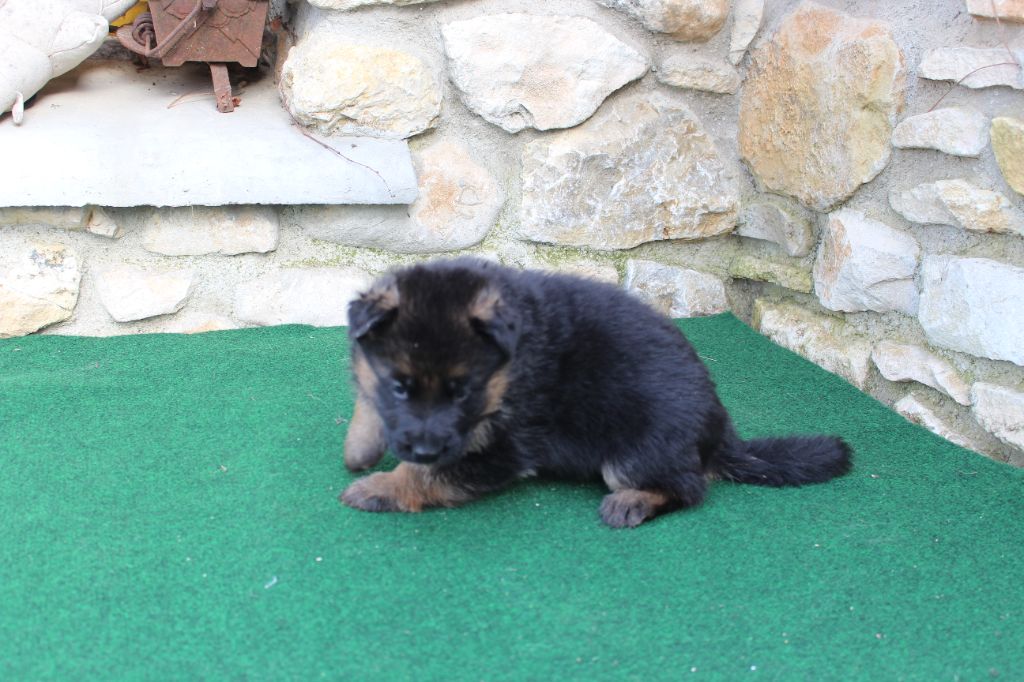 du Barry Dautan - Chiot disponible  - Berger Allemand