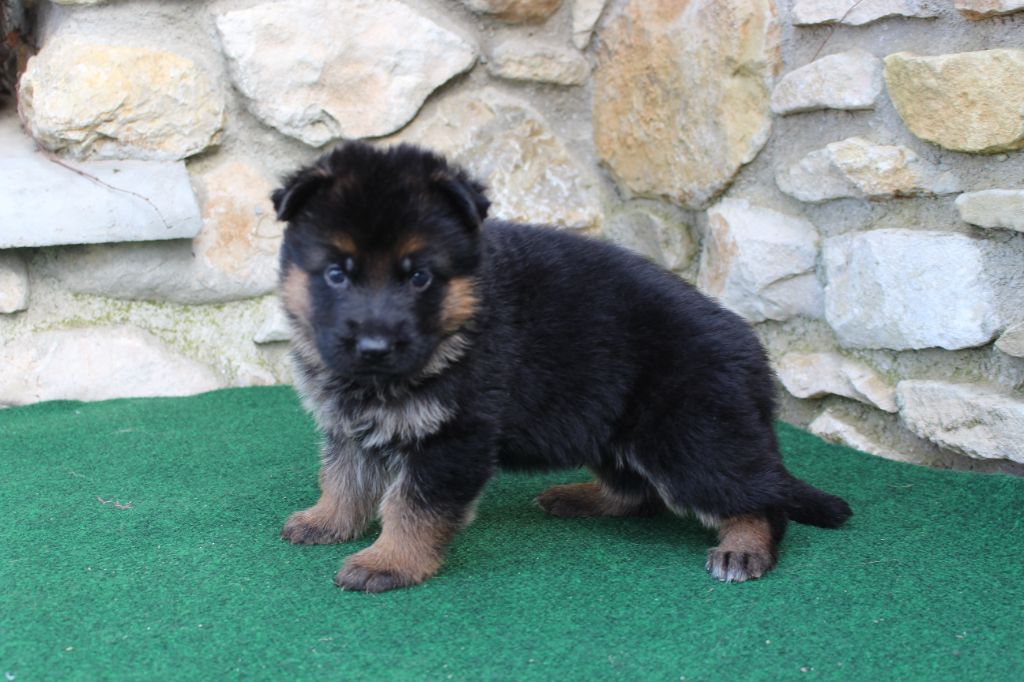 du Barry Dautan - Chiot disponible  - Berger Allemand