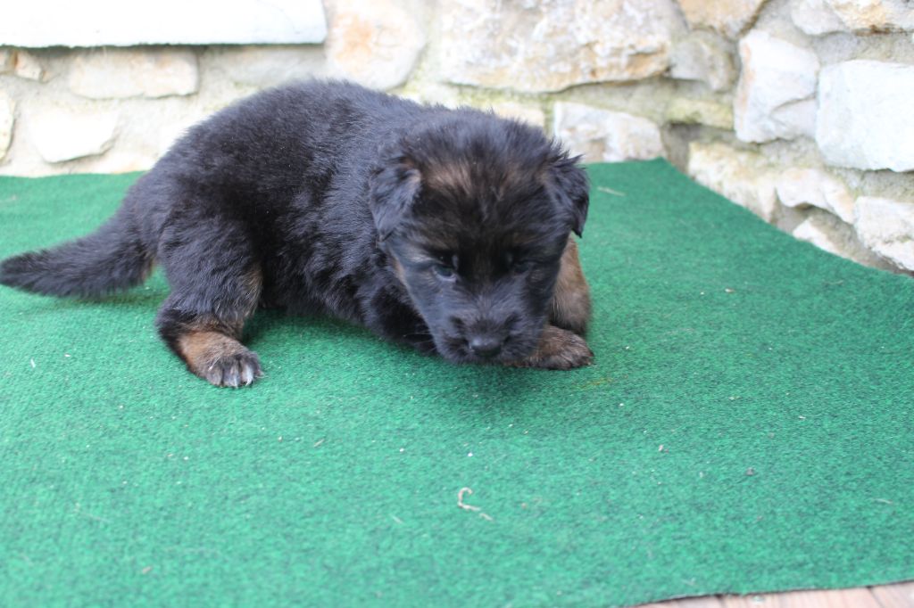 du Barry Dautan - Chiot disponible  - Berger Allemand