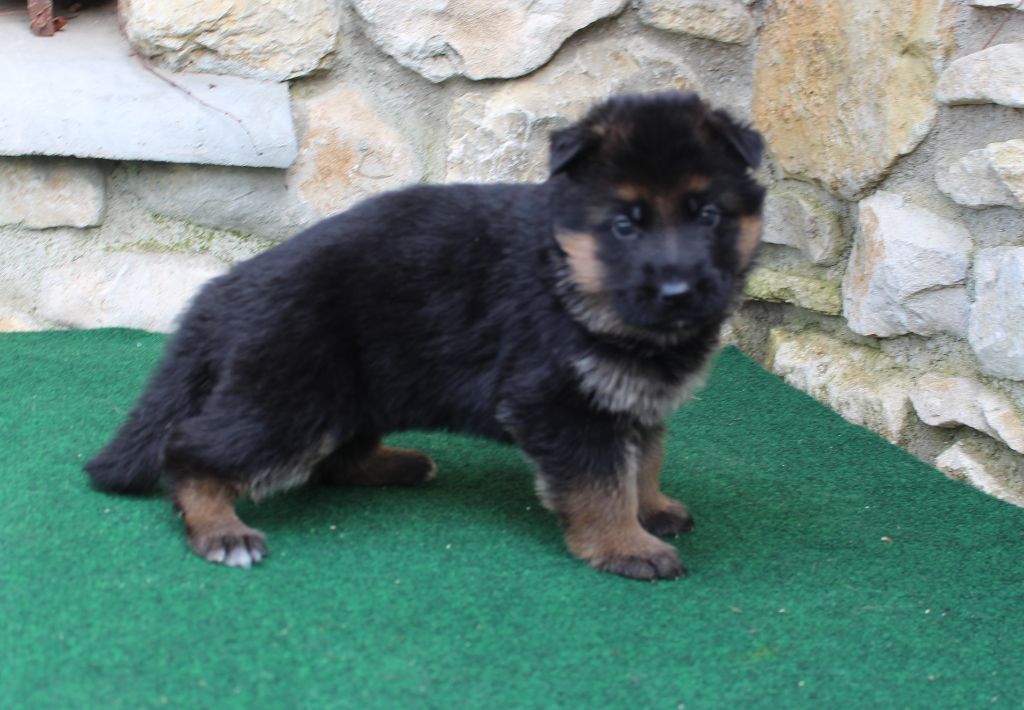 du Barry Dautan - Chiot disponible  - Berger Allemand