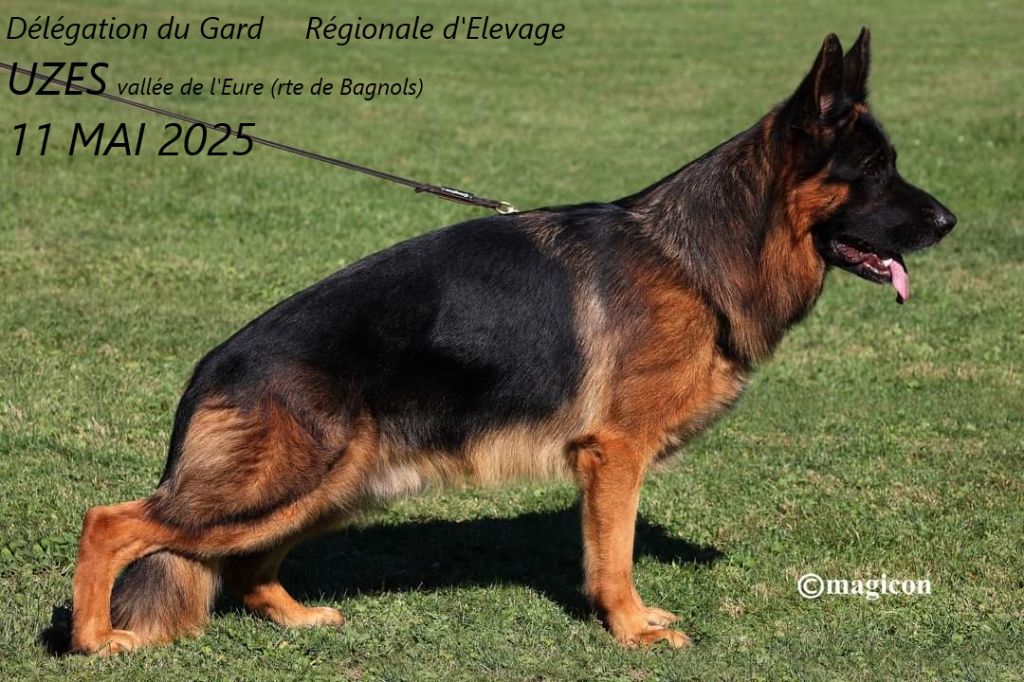 Superbe portée de chiots issus d'un chien de tête 2024