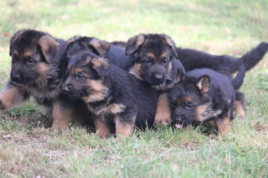 du Barry Dautan - Chiots disponibles - Berger Allemand