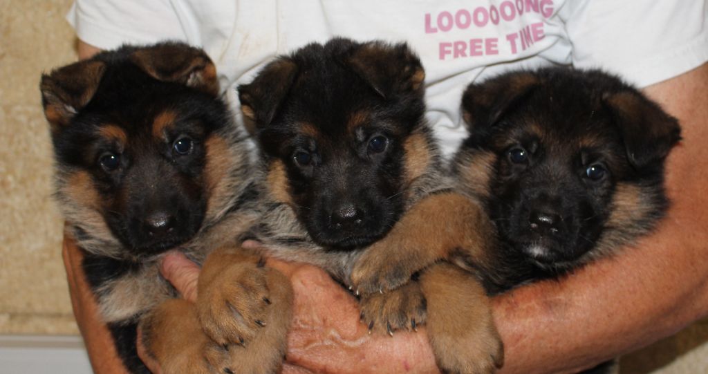 Chiot Berger Allemand du Barry Dautan