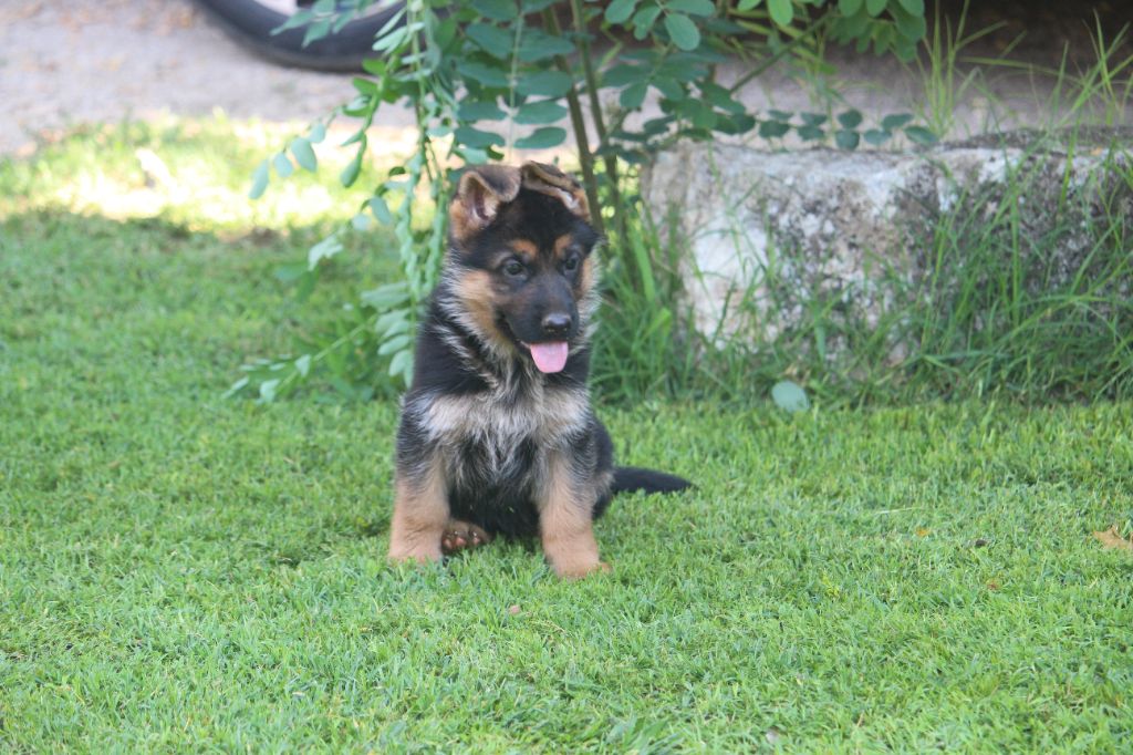 du Barry Dautan - Chiots disponibles - Berger Allemand