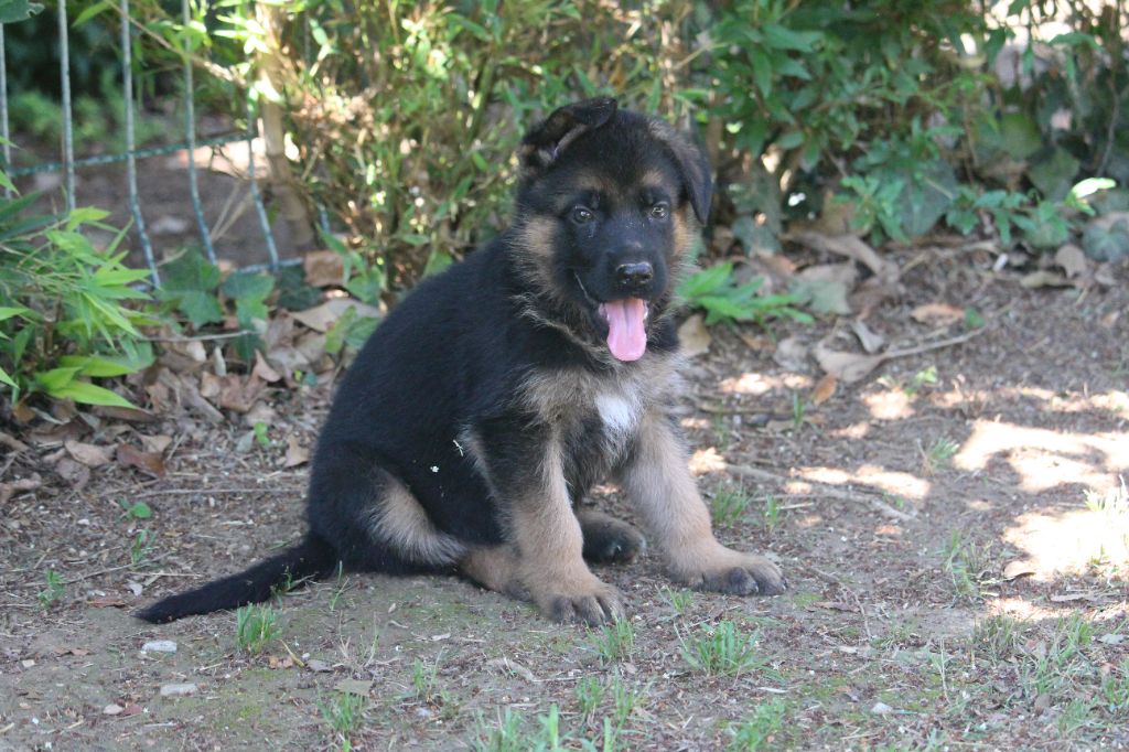 du Barry Dautan - Chiots disponibles - Berger Allemand