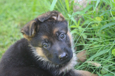 CHIOT 5