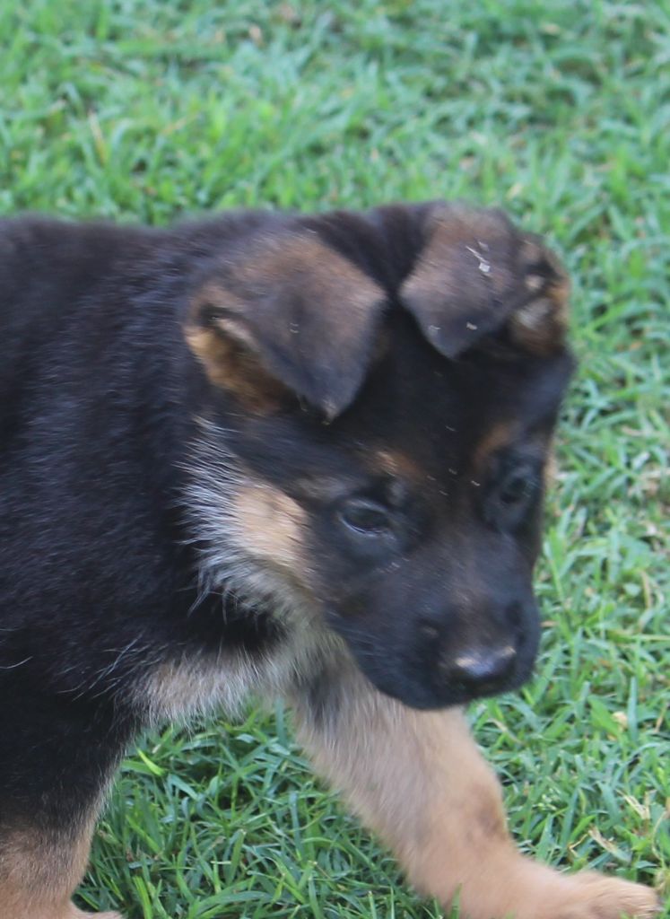 du Barry Dautan - Chiots disponibles - Berger Allemand