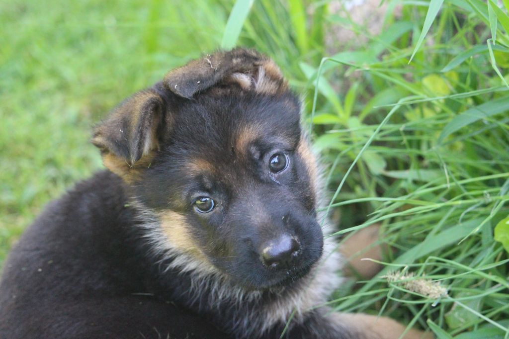 du Barry Dautan - Chiots disponibles - Berger Allemand