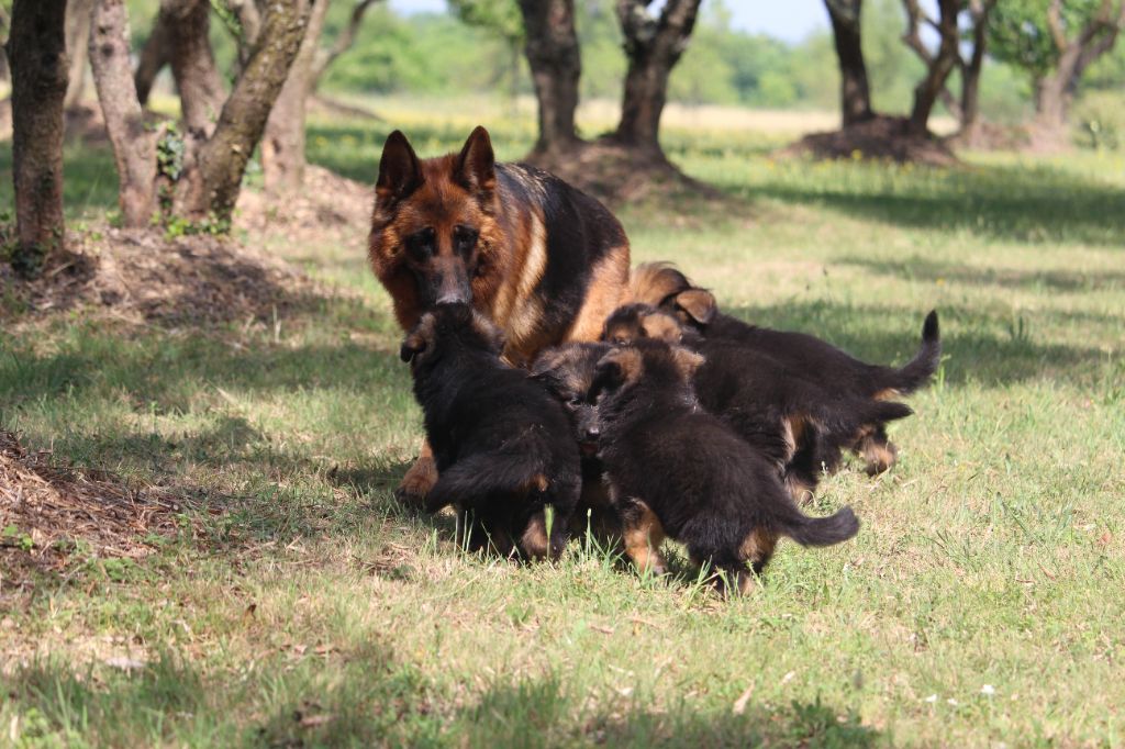 du Barry Dautan - Chiots disponibles - Berger Allemand