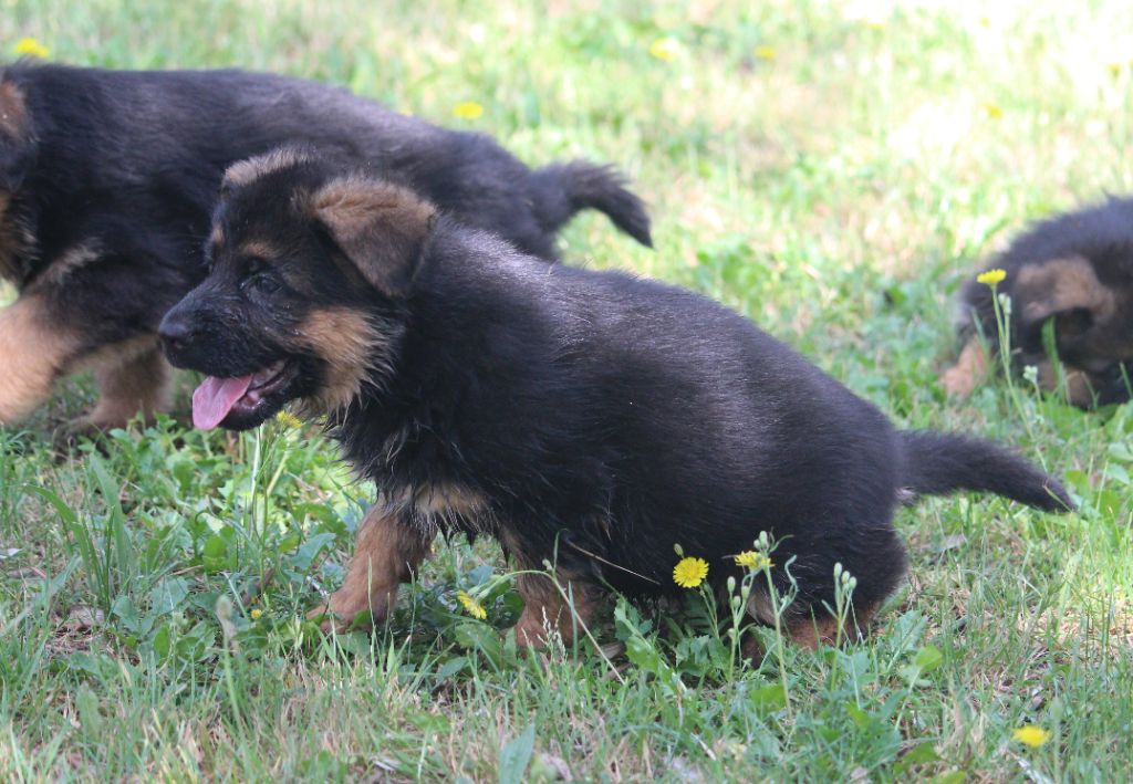 du Barry Dautan - Chiots disponibles - Berger Allemand